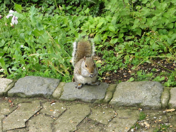 pörröinen söpö orava pähkinä sumealla taustalla kevätmetsä
 - Valokuva, kuva