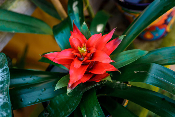 Bromeliad flower shot in a botanical garden. Close-up. - Photo, Image