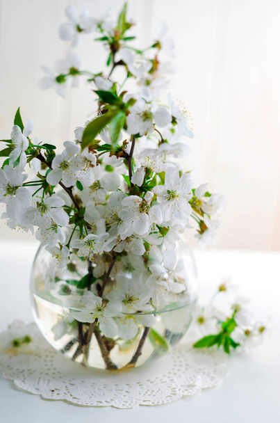 White cherry flowers in a vase on a white background - Zdjęcie, obraz