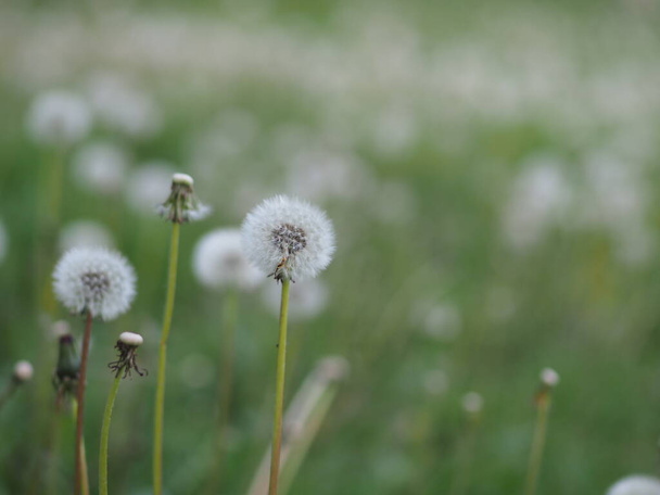pampeliška s vybledlými semínky na pozadí trávy - Fotografie, Obrázek