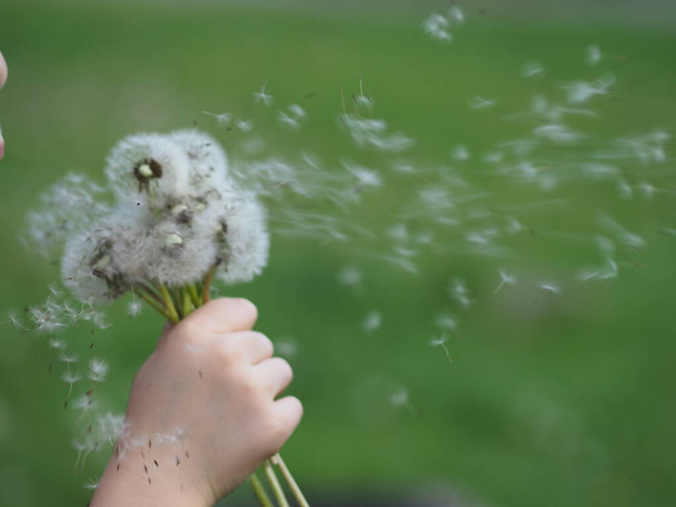 gyermekkéz kifakult pitypangokkal a fű hátterén - Fotó, kép