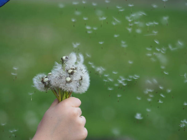 дитяча рука з зів'ялими кульбабами на фоні трави
 - Фото, зображення