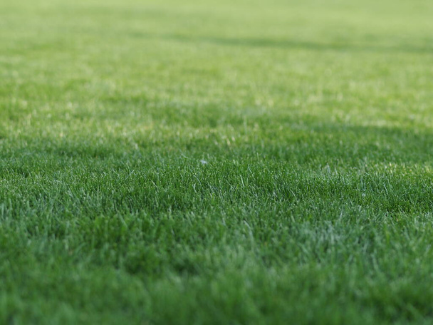 pelouse fraîchement tondue avec de l'herbe
 - Photo, image