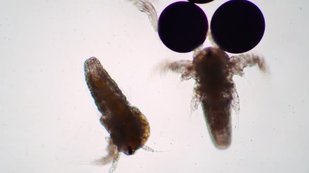 Dwie małe larwy saliny artemii zbliżają się do jaj pod mikroskopem. - Materiał filmowy, wideo