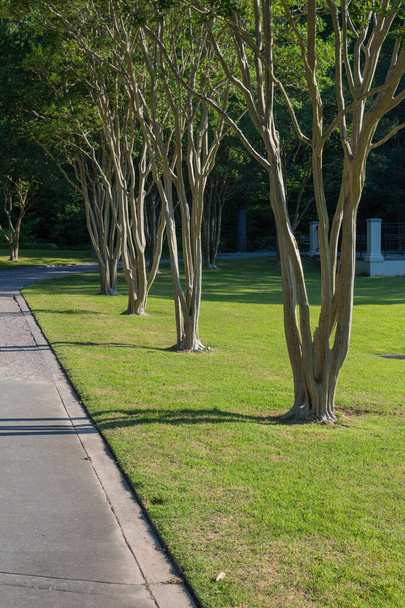 Krepa Myrtle drzewa wzdłuż chodnika, trawiasty outdoor park krajobrazu, aspekt pionowy - Zdjęcie, obraz