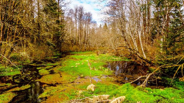 Pantano en el valle escamoso cerca de la ciudad de Brackendale en Columbia Británica, Canadá
 - Foto, Imagen