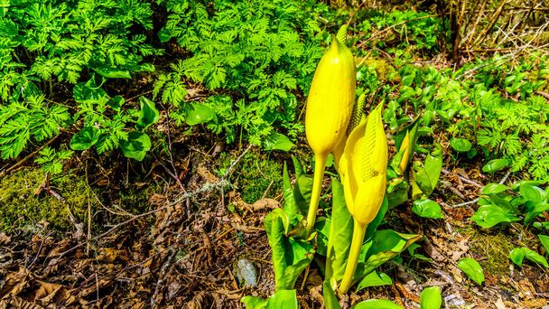La flor amarilla de la col mofeta occidental en el valle escamoso superior en Columbia Británica, Canadá
 - Foto, Imagen