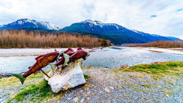 Wystawa łososia Sockeye wzdłuż Squamish River w Brackendale Eagles Provincial Park słynnego miejsca obserwacyjnego Orła w Kolumbii Brytyjskiej, Kanada - Zdjęcie, obraz