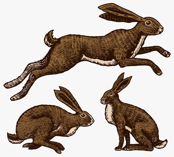 Yabani tavşanlar. Tavşanlar oturuyor ve zıplıyorlar. Orman tavşanı ya da koni. Tişört, dövme, etiket ya da poster için elle çizilmiş eski bir eskiz. Vektör illüstrasyonu. - Vektör, Görsel