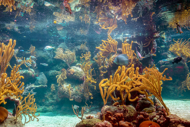 Korálový útes a jeho obyvatelé v přírodním prostředí. Mexiko. - Fotografie, Obrázek