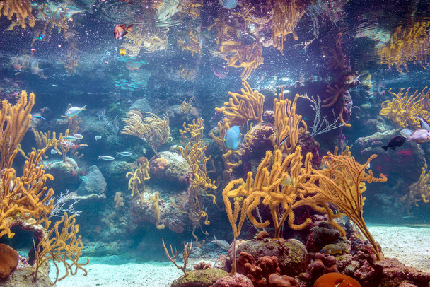 Récif corallien et ses habitants dans un habitat naturel. Mexique
. - Photo, image