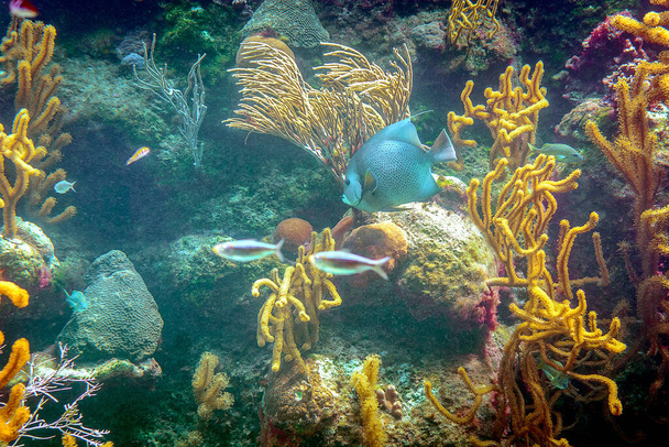 Coral reef and its inhabitants in a natural habitat. Mexico. - Фото, изображение