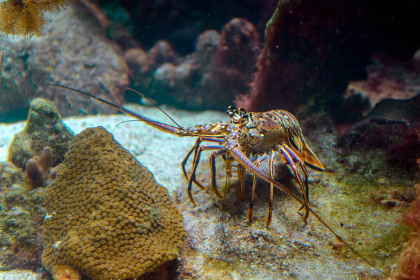 Migawka kręgosłupa homara w naturalnym środowisku na dnie morza. Podwodne zdjęcie. - Zdjęcie, obraz