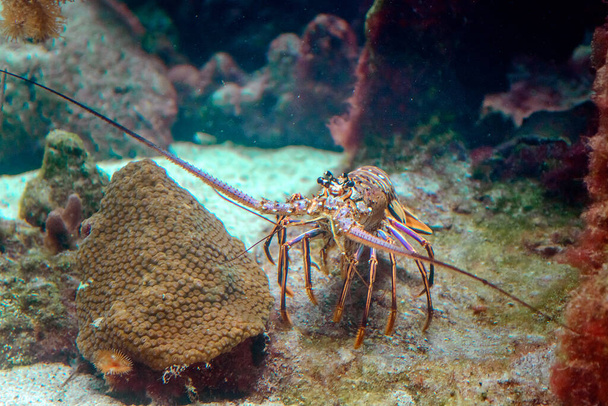 Uma foto de lagosta espinhosa em um habitat natural no fundo do mar. Foto subaquática
. - Foto, Imagem