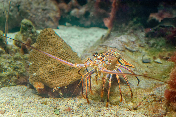 Ein Schnappschuss von Langusten in einem natürlichen Lebensraum auf dem Meeresboden. Unterwasserfoto. - Foto, Bild