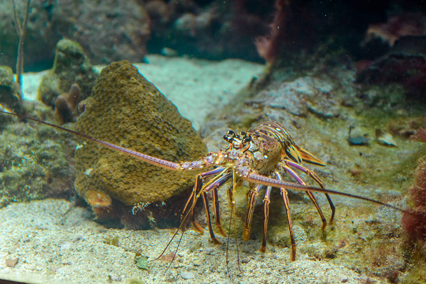 Egy pillanatfelvétel tüskés homárról egy természetes élőhelyen a tengerfenéken. Víz alatti fénykép. - Fotó, kép