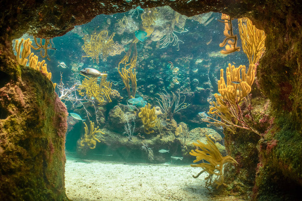 Coral reef and its inhabitants in a natural habitat. Mexico. - Valokuva, kuva