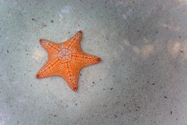 Estrella de mar naranja bajo el agua en la arena
. - Foto, Imagen