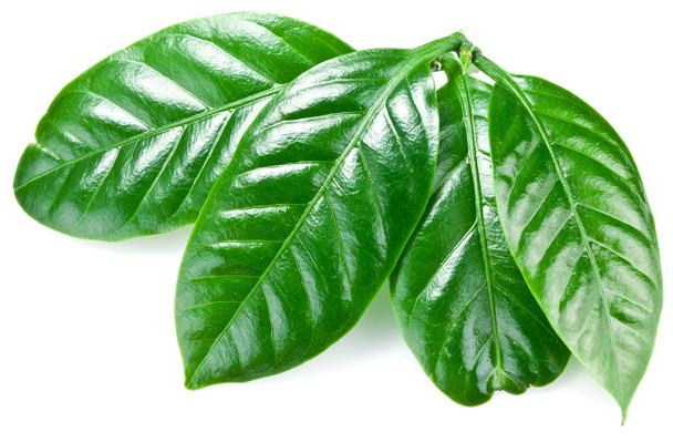Green coffee leaves. - Φωτογραφία, εικόνα