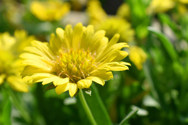 Красно-желтый цветок с размытым природным фоном в саду.
) - Фото, изображение