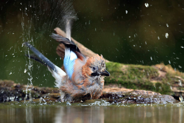 Eurasian jay (Garrulus glandarius) on the edge of a small lake with a bath. Jay with water droplets flying out of the wings. - Photo, Image