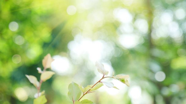 Blur fondo verde parque jardín naturaleza brillante bosque soleado. Parque al aire libre borroso en primavera brillante brillante plantilla de día con luz solar bokeh. Espacio de copia del banner de fondo borroso abstracto
. - Foto, imagen