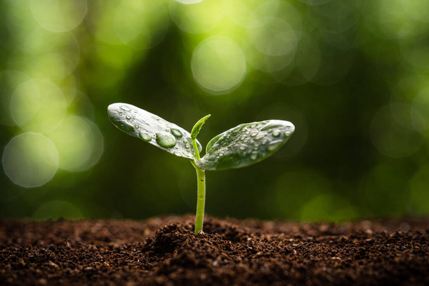 groeiplanten groeien op de bodem en een natuurlijke groene achtergrond, Water Drop - Foto, afbeelding
