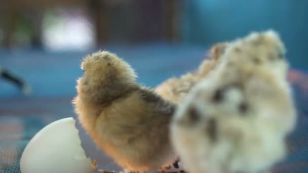New born chicken with egg shell new life concept - Felvétel, videó