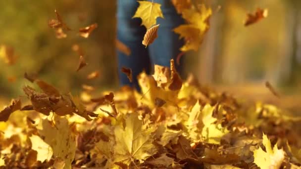 ÁNGULO BAJO: Las hojas secas de color otoño vuelan en el aire después de que la mujer las patea - Metraje, vídeo