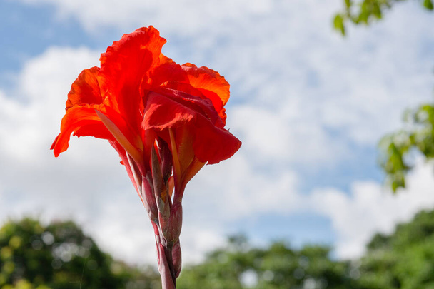 Flor de Cannaceae roja con fondo de cielo azul
 - Foto, imagen