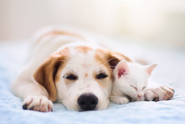 Cat and dog sleeping together. Kitten and puppy taking nap. Home pets. Animal care. Love and friendship. Domestic animals. - Photo, Image
