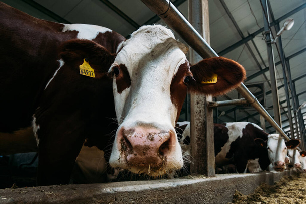 retrato de una vaca blanco-marrón en un granero moderno cerca
 - Foto, imagen