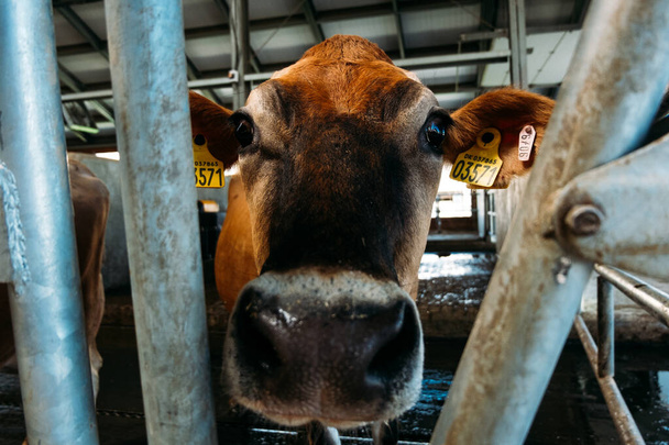 retrato de una vaca de jersey marrón en un establo moderno cerca
 - Foto, imagen