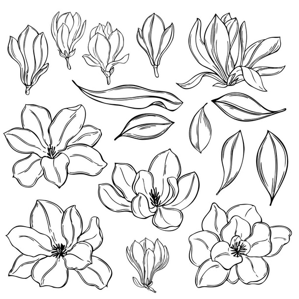Flores de magnolia dibujadas a mano sobre fondo blanco. Dibujo vectorial ilustración
. - Vector, Imagen