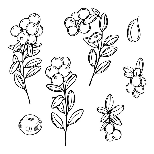 Ręcznie rysowane jagody leśne. Lingonberry. Żurawinowy. Ilustracja szkicu wektora - Wektor, obraz