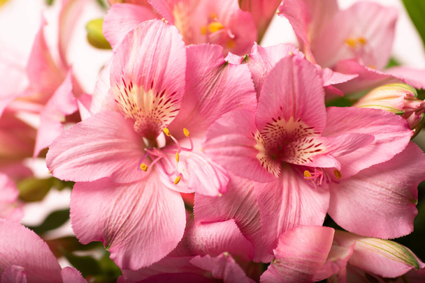 Lindas flores de primavera rosa, imagem de close-up
 - Foto, Imagem
