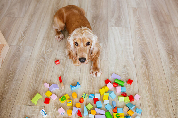 English cocker spaniel dog lying on wooden floor near colorful wooden building blocks in children room. Selective focus - Foto, afbeelding