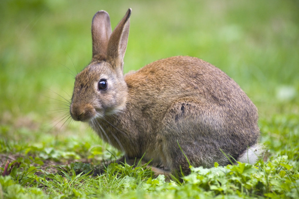 Wild rabbit - Photo, Image