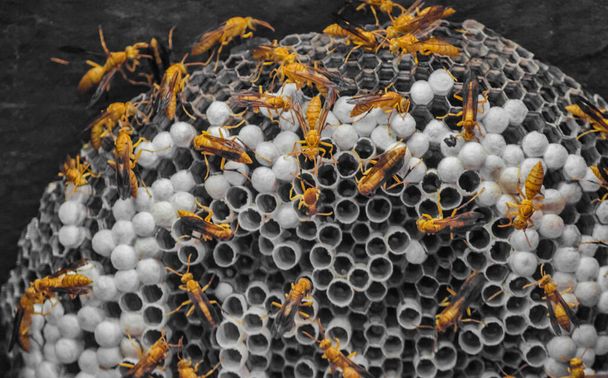 nido de abejas en la pared
 - Foto, imagen