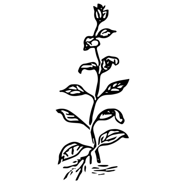 A Black outline hand drawing vector illustration of an aquatic decorative plant with roots transplanting in the ground in aquarium isolated on a white background - Вектор,изображение
