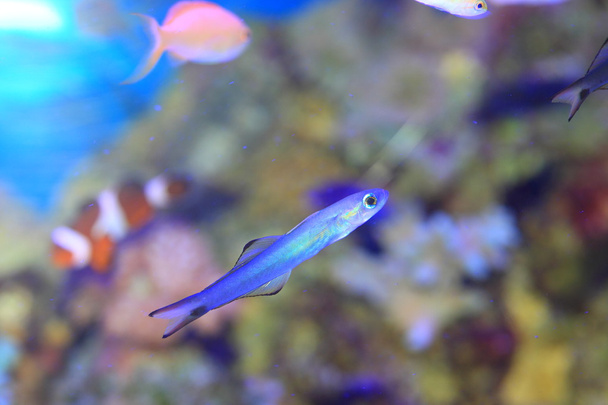 Blue gudgeon (Ptereleotris microlepis) in Japan - Photo, Image