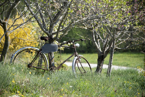Una vista de una vieja bicicleta hermosa en un hermoso campo bajo un árbol capturado en un día soleado
 - Foto, Imagen