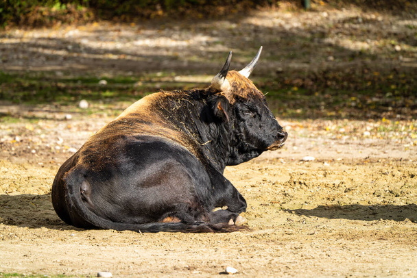 絶滅したオーロックに似ていると主張されているヘック牛、ボスprimigenius taurus. - 写真・画像