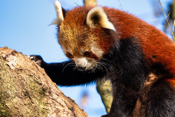 De rode panda, Ailurus fulgens, ook wel de mindere panda en de rode kattenbeer genoemd. - Foto, afbeelding