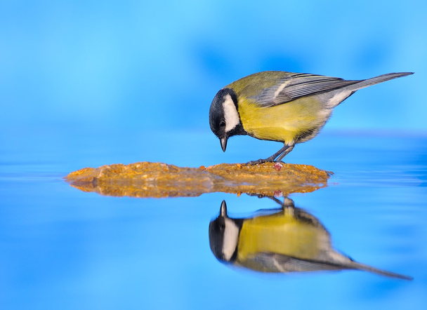 Great tit on water. - Photo, Image