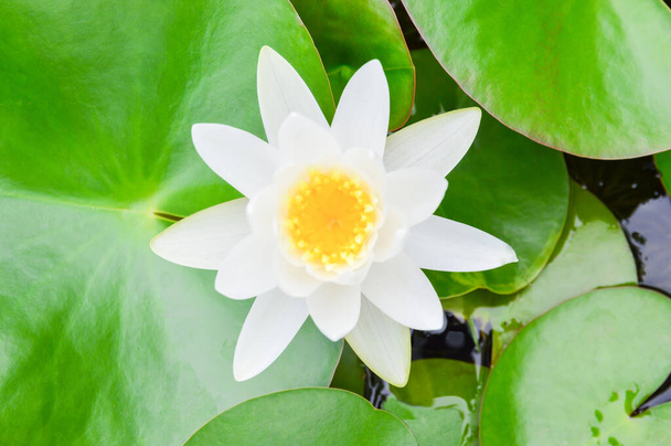Lotus flower with bees - Фото, изображение