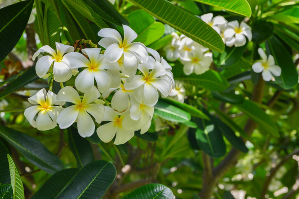 Квіти, що цвітуть на сливовому дереві
 - Фото, зображення