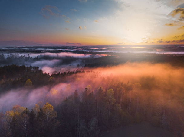 Fog and mist covering the forest in Lithuania - Photo, image