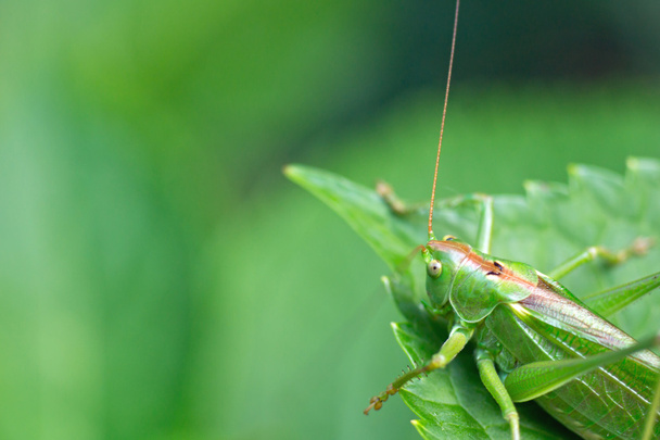 Green grasshopper - Photo, Image
