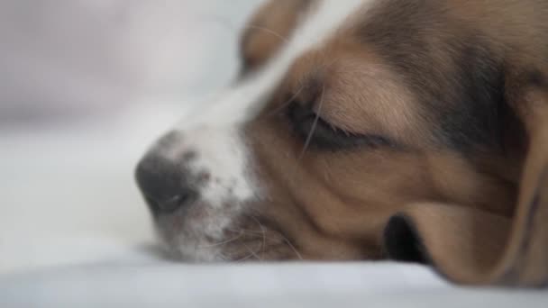 close-up muzzle of a beautiful sleeping beagle puppy - Záběry, video